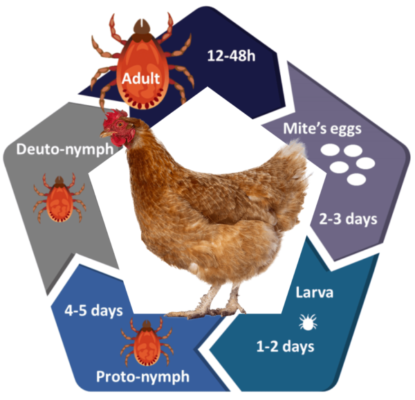 Red Mite Liquid for Chickens | Mitey Stuff! | Aviform