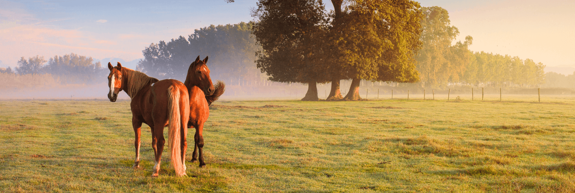 Horses in field