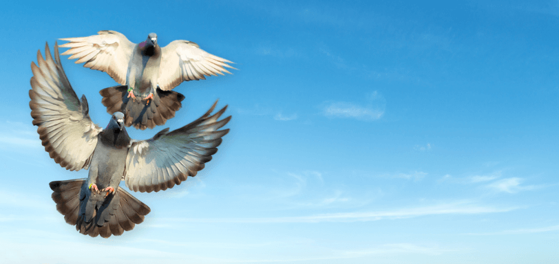 Racing Pigeons Flying