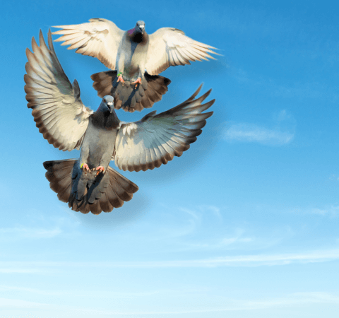 Racing Pigeons Flying